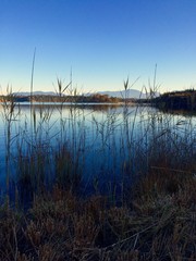 Fototapeta premium Schilfufer am Ostersee