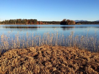 Fototapeta premium Schilf am See