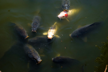 Japanese koi fishes