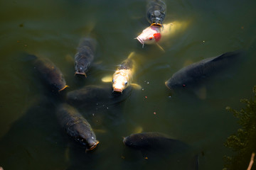 Fototapeta premium Japanese koi fishes