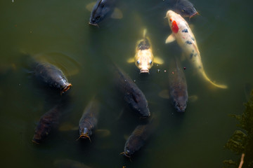 Japanese koi fishes