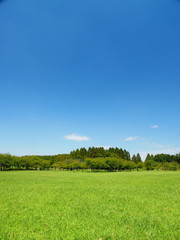 Obraz premium 草原と林のある秋のみさと公園風景