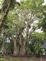 large baobab. Mauritius