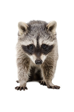Portrait of a beautiful raccoon