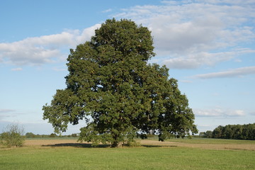 Eiche grün Naturdenkmal Schwebheim