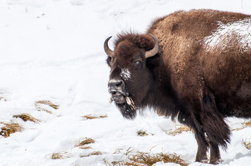 Bison im winterlichen Yellowstone-Nationalpark