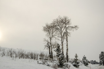 Winter im Yellowstone-Nationalpark