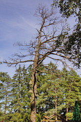 ToterBaum mit Nistkästen