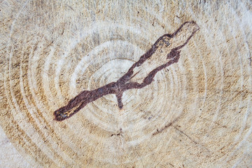 Grunge cutting board. Wood texture.