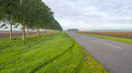 Trees along a road through a hazy sunny landscape