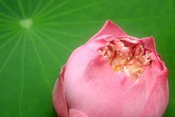 a pink lotus flower bud against green foliage