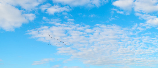Geese flying in a blue cloudy sky in autumn