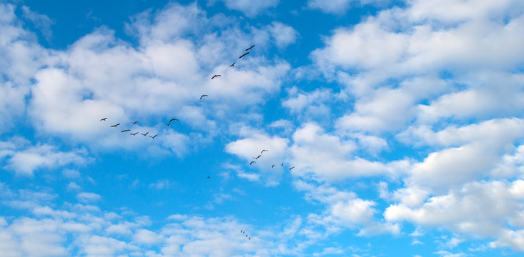 Geese flying in a blue cloudy sky in autumn