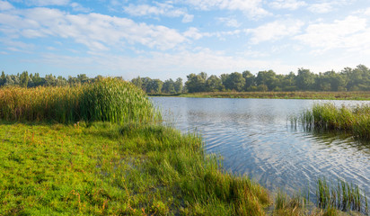 Shore of a lake below a blue cloudy sky in autumn