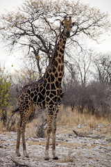Giraffe, Giraffa camelopardalis, in Etosha National Park, Namibia
