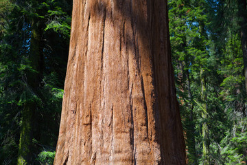 Giant Sequoia redwood trees in Sequoia national park