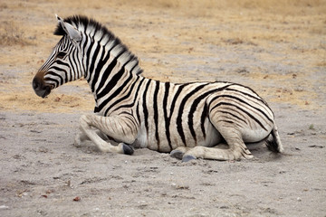 Obraz na płótnie Canvas Damara zebra, Equus burchelli Etosha, Namibia