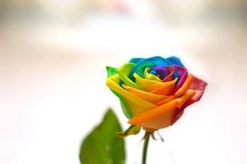 Fototapeta na wymiar Bellissimo fiore di rosa con i colori dell'arcobaleno - Rosa arcobaleno - Rosa multicolore 