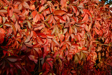 Jesienne liście © lena2003