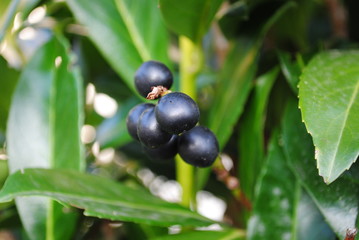 Schwarze Beeren,Hintergrund