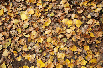Otoño, hojas de álamo