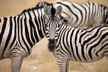 Fototapeta na wymiar Damara zebra, Equus burchelli Mutual hair care, Etosha, Namibia