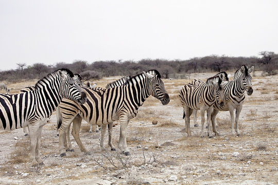 Damara zebra, Equus burchelli  herd in steppe, Etosha, Namibia