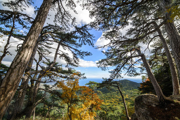 Mountain forest on top of a mountain in Crimea.
