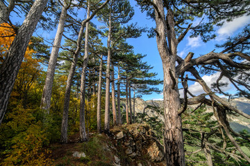 Mountain forest on top of a mountain in Crimea.