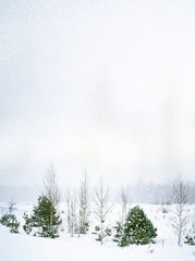 Obraz na płótnie Canvas Winter Forest. Winter landscape.