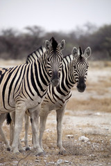 Fototapeta na wymiar Damara zebra, Equus burchelli herd in steppe, Etosha, Namibia