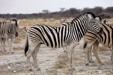 Fototapeta na wymiar Damara zebra, Equus burchelli herd in steppe, Etosha, Namibia