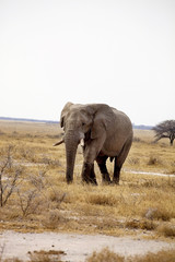 Obraz premium The old African elephant Loxodonta africana bush in the Etosha National Park, Namibia