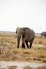 The  old African elephant Loxodonta africana bush in the Etosha National Park, Namibia