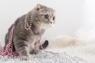 Scottish Fold cat breed with Christmas garlands on a fluffy rug.