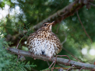 A song thrush with ruffled up feathers