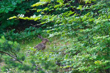European hare through vegetation