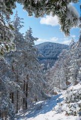 Snowy forest in winter