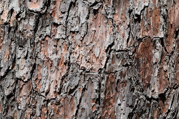 表皮のテクスチャ／背景用素材として使用できる写真です。樹齢が長く大きな松の木の表皮を撮影した写真です。