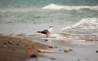 dreams of seagull on the beach