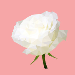 polygonal white rose, polygon triangle flower, isolated flower