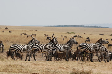 Obraz na płótnie Canvas Zebra at Masai Mara, Kenya, Africa