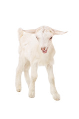 Portrait of a goat showing tongue standing isolated on a white background