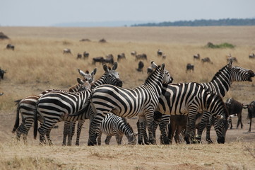 Zebra at Masai Mara, Kenya, Africa