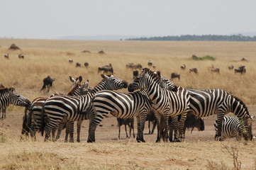 Obraz na płótnie Canvas Plains zebra (Equus quagga) at Masai Mara