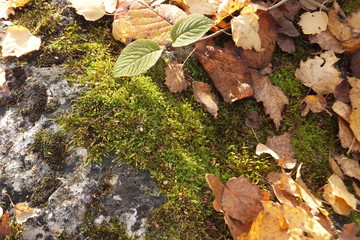 herbstblätter auf moosbewachsenem felsen