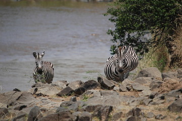 Plains zebra (Equus quagga) at Masai Mara