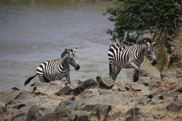 Fototapeta na wymiar Plains zebra (Equus quagga) at Masai Mara