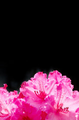 blooming rhododendron on the black background
