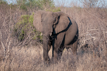 Naklejka premium Elefant